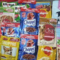 Акция помощи Муниципальному приюту «Право на жизнь» в Чебоксарах!