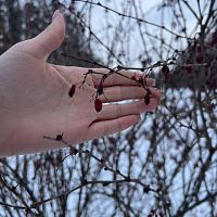  Урок –экскурсия в Ботаническом саду«Зимний лес»